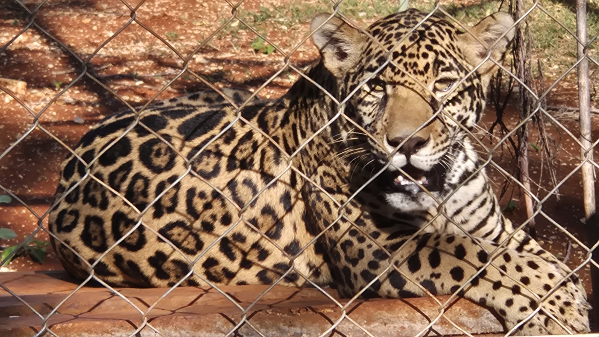 Jaguar en cautivero en Parque Nuevo Uxmal, 07/2026